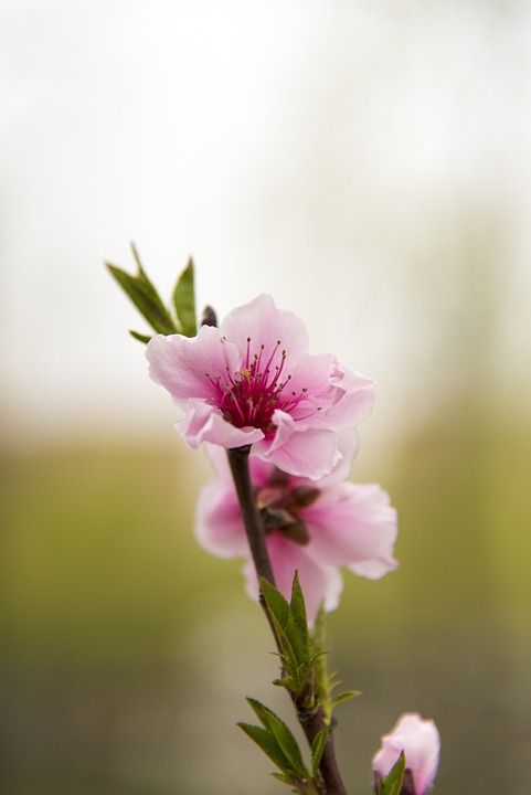 花 春天 樱花 樱花 樱花 樱花 樱花 樱花