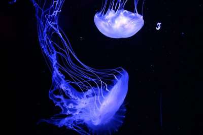 海蜇 动物 水族馆 水 背景 美丽的 黑色的 蓝色的 生物