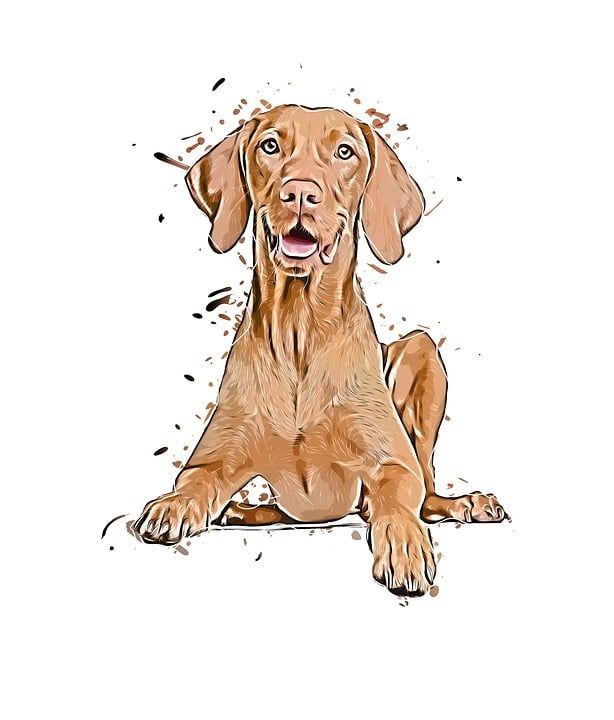 狗 比格犬 动物 肖像 宠物 哺乳动物 犬类 知道的 可爱的