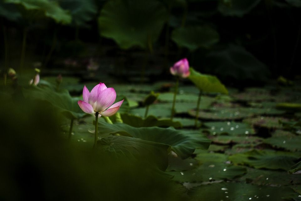 莲花, 大自然, 池塘, 花, 工厂
