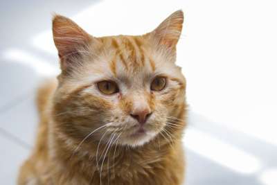 小猫看着 动物伴侣 猫 国内的