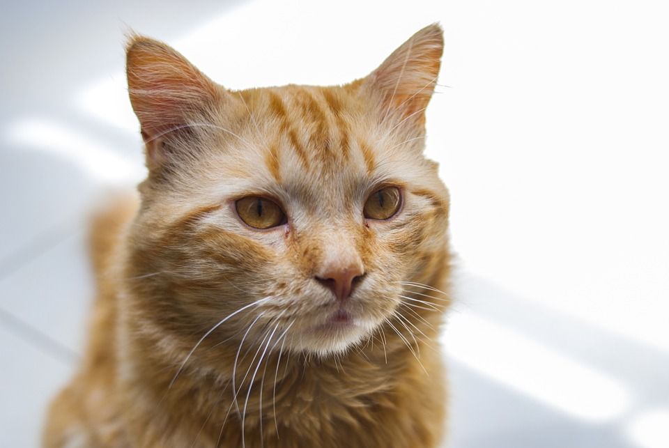 小猫看着, 动物伴侣, 猫, 国内的