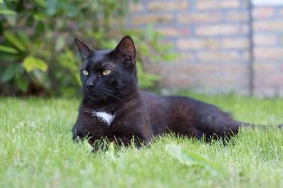 家猫 黑色的猫 小猫 猫 宠物 花园 黑