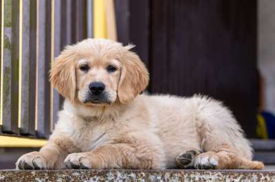 黄金猎犬 小狗 狗 年轻 动物 哺乳动物