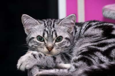 小猫 英国短毛猫 家畜 可爱的 猫 家猫 猫孩子 猫宝宝 宿醉