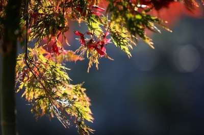 树叶 叶子 枫 枫叶 秋天 自然 木头 日本枫树 勃艮第 植物