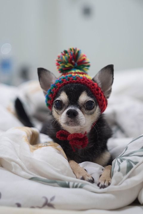 狗 Chihuahua 一个 玩具娃娃 开球杯 小的 泰迪熊 小狗