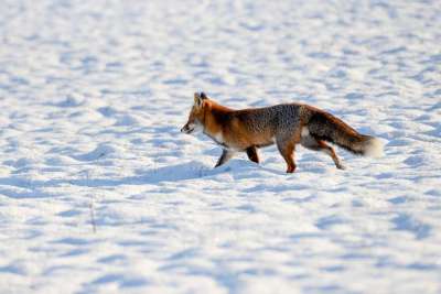 狐狸 捕食者 野生 哺乳动物 雪 冬天 性质 动物区系 卢森堡