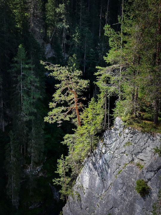 树 岩石表面 森林 山 坡 阳光 自然 景观