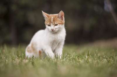 猫 动物 小猫 可爱 宠物 动物肖像 看法 小动物 甜的 猫须