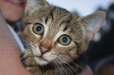 猫 婴儿 小猫 脸 眼睛 鼻子 晶须 蓬松的 动物 家畜