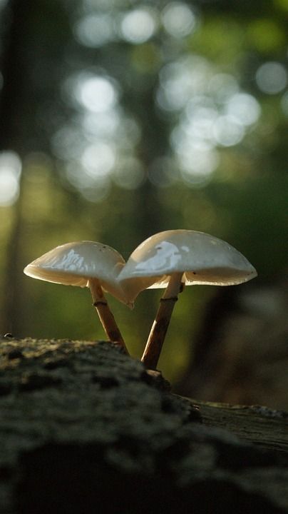 一起 散景 气氛 大气 蘑菇 潮湿 帽子 瓷木耳 秋天 自然