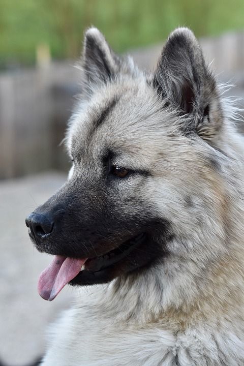 狗 母狗 狗Eurasier 狗肖像 Eurasier