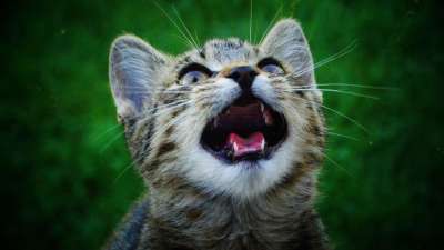 小猫 动物 家畜 可爱的 迷人 家猫 俏皮的 驯化 年轻 猫