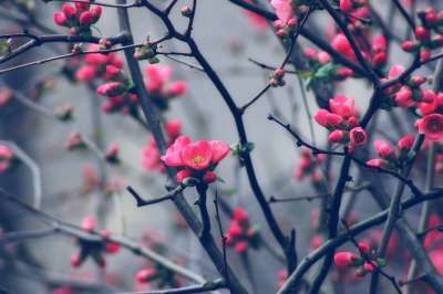 芽 春天 树 开花 自然