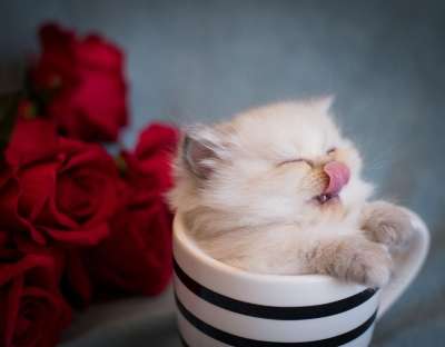 猫 小猫 马克杯 舔 舌头 吐舌 宠物 可爱的 动物 猫科动物