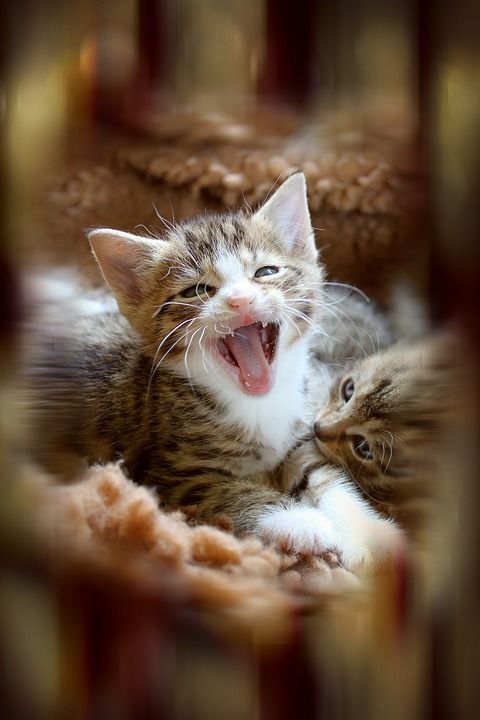小猫 动物 可爱的 猫宝宝 猫 照片处理 猫肖像