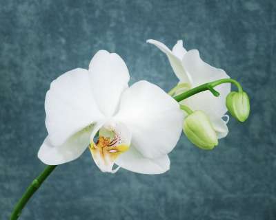 白兰花 兰花 花 白色的 明亮的 植物 禅 有天赋的人 开花