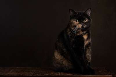 猫 肖像 宠物 猫科动物 哺乳动物 动物 猫画像 动物摄影