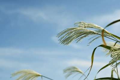 银草 秋季 植物 天空 大自然 银池 草 里德 秋天的天空
