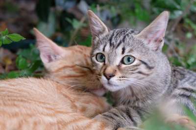 猫 小猫 宝贝猫 一起 细心 灰色的 红色的