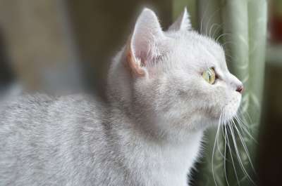 猫 视线 动物 手表 宠物