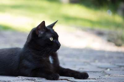 家猫 黑色的猫 小猫 猫 宠物 花园 黑