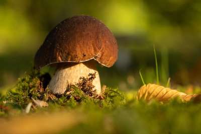 蘑菇 生长 食用 苔藓 草地 草 自然 宏观视角
