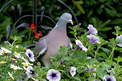 鸟 鸽子 鹁 Columba Palumbus 觅食 花园