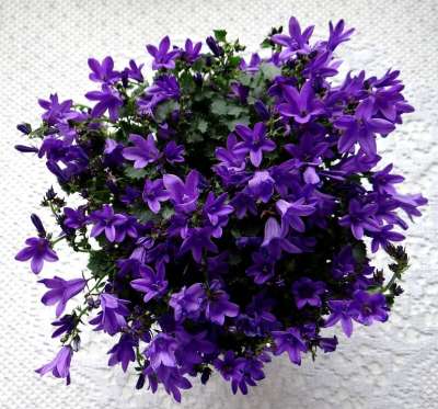 花 钟声 春天 开花 紫色的