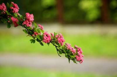 山楂 树 开花 粉红色的花朵 春天 可能 性质