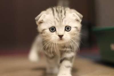 猫 猫科动物 基蒂 小猫 胡须 苏格兰折耳猫 巴西克阿拉木图
