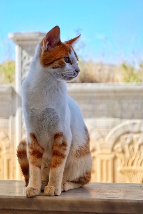 猫 动物 猫画像 猫的眼睛 野猫 国内的猫 毛皮 宠物