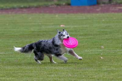飞盘 Dogfrisbee 狗 盘獒 狗运动 运动的
