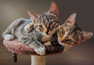 猫 宠物 小猫 猫科动物 动物 毛皮 基蒂 一起 国内的