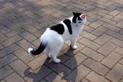 家畜 猫 女性 家猫 猫眼 可爱的 脸 细心 急
