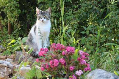 猫 小猫 树 森林 可爱的 花朵
