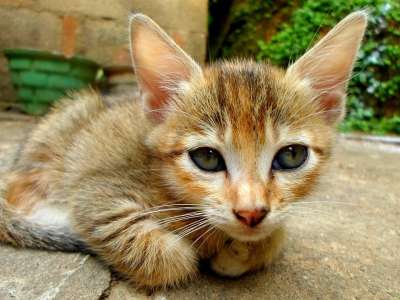 猫 小猫 动物 哺乳动物 婴儿 小的 基蒂 毛茸茸的 国内的
