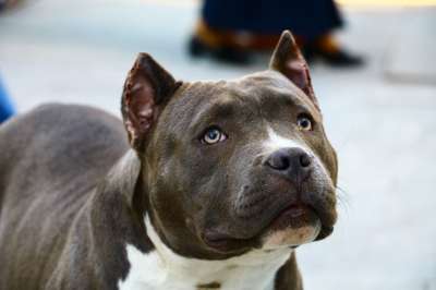 狗 Köpek Hayvan Kahverengi Çikolata