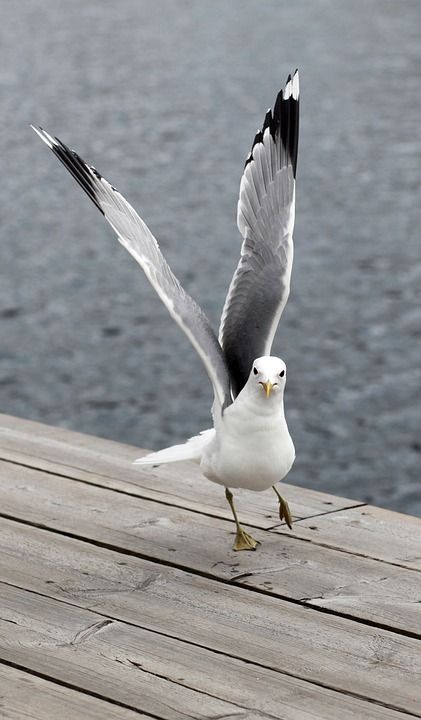 海鸥 鸟 在 海 自然 鸟类 动物