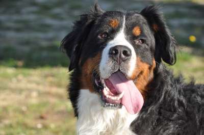 伯恩山犬 大狗 熟悉的 自然 家畜 动物 狗 家庭 宠物