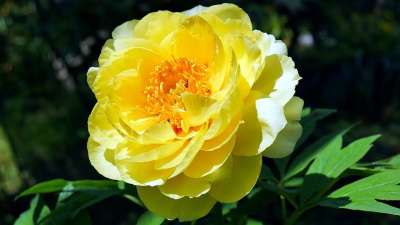 花 牡丹 花园 性质 花朵 春天 工厂