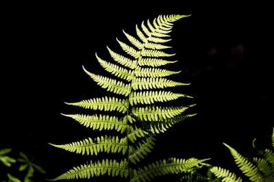 蕨类 绿色 植物 光 森林 树叶 植物群 环境 森林地面