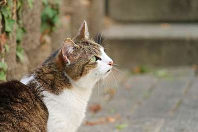 猫 家猫 小猫 家畜 潜伏 关闭 花园 猫脸 肖像 有条纹的