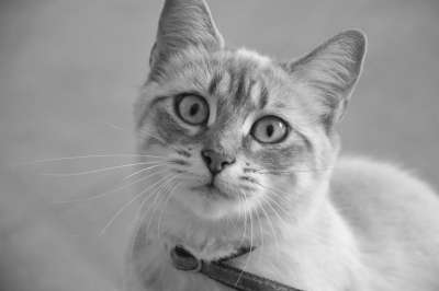 猫 黑白照片 猫看 动物 家畜 可爱