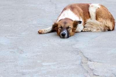 狗 睡眠 宠物 犬类 小狗 国内的 动物 睡觉 疲劳的 小憩