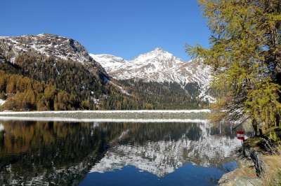 湖 山 雪山 反射 镜像 镜像图像 树木 森林 针叶树 针叶林