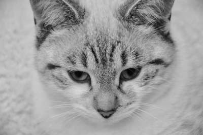 猫 年轻的猫 黑白照片 家畜 猫科动物 动物 家猫 年轻女性