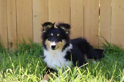 狗 年轻的狗 设得兰群岛牧羊犬 设得兰群岛的三色的牧羊犬 小狗