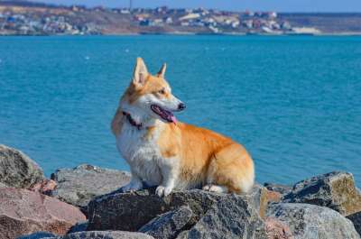 柯基犬 夏天 水 海背景 狗 宠物 动物 可爱的 谱系 快乐的